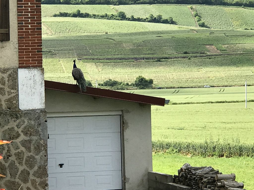 Peacock on the roof